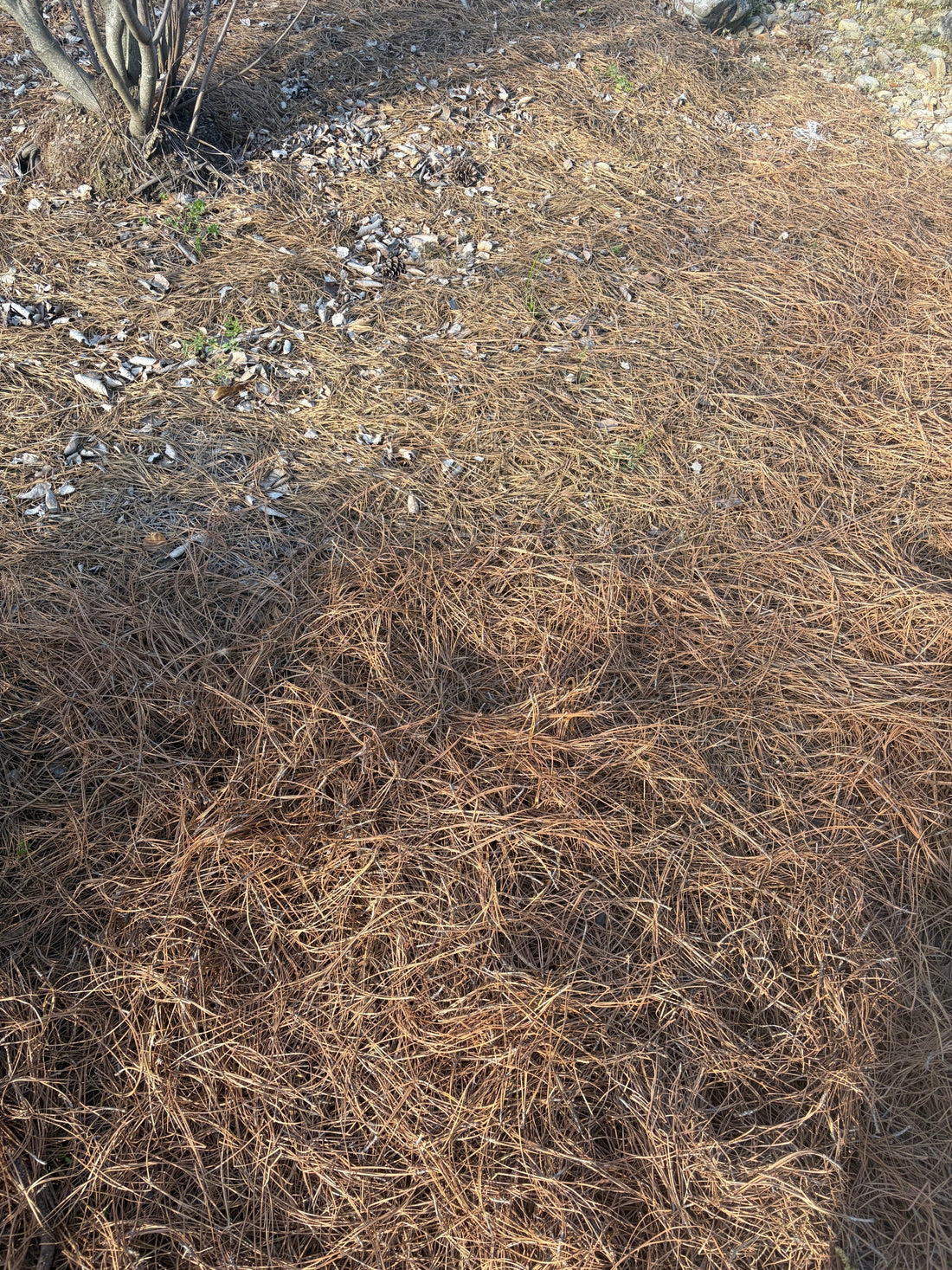 How often do you need to refresh pine straw?